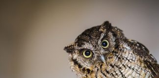 Types of photography you must learn Close-up picture of an owl