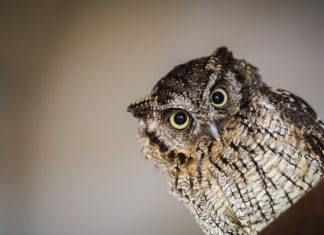 Types of photography you must learn Close-up picture of an owl