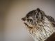 Types of photography you must learn Close-up picture of an owl