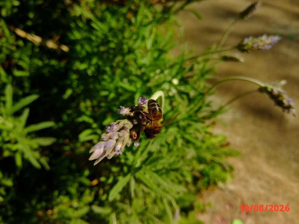 Kodak PIXPRO C1 macro sample photo of a bee on lavender