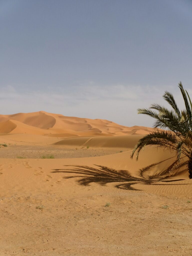 Kodak Pixpro FZ55 sample photo of Sahara dunes and a palm tree